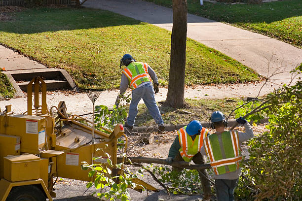 The Steps Involved in Our Tree Care Process in Bloomsburg, PA